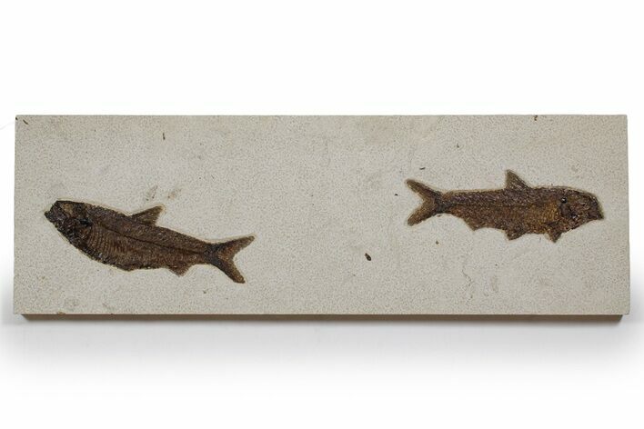 Plate of Two Huge Fossil Fish (Knightia) - Wyoming #349268